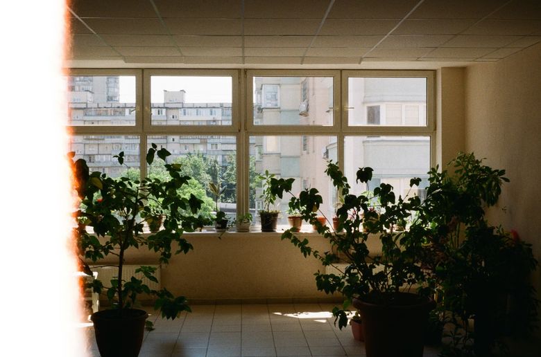 Озеленение: какие растения выживут у панорамных окон и террас